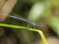 Blaue Federlibelle Männchen
